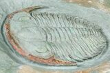 Lower Cambrian Trilobite (Termierella) - Issafen, Morocco #381205-2